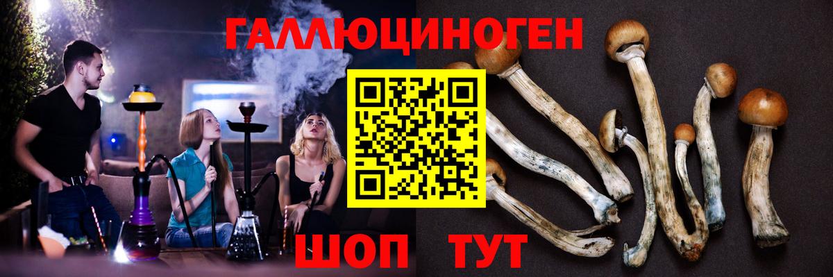 Псилоцибиновые грибы Psilocybine cubensis Йошкар-Ола
